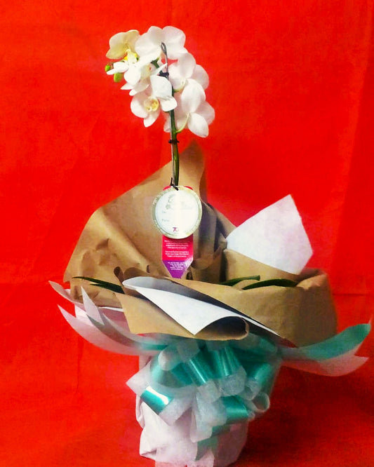 Florero Orquidea Phalaenopsis